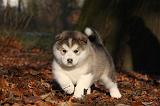 ALASKAN MALAMUTE 552